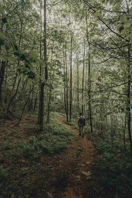5 Hutan yang Diyakini Menyeramkan di Indonesia, Berani Coba?