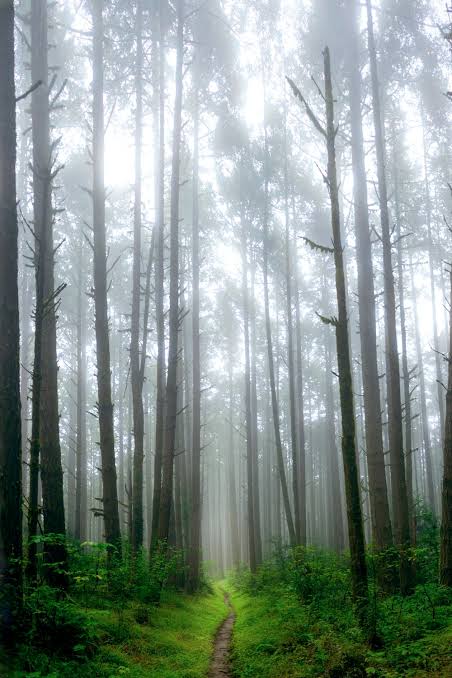 5 Hutan yang Diyakini Menyeramkan di Indonesia, Berani Coba?