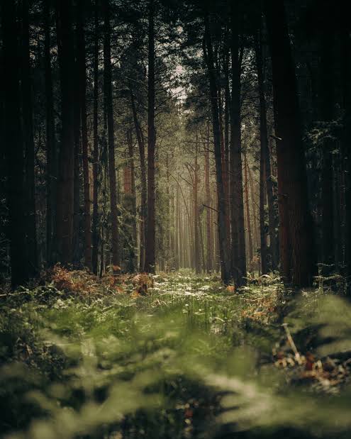 5 Hutan yang Diyakini Menyeramkan di Indonesia, Berani Coba?