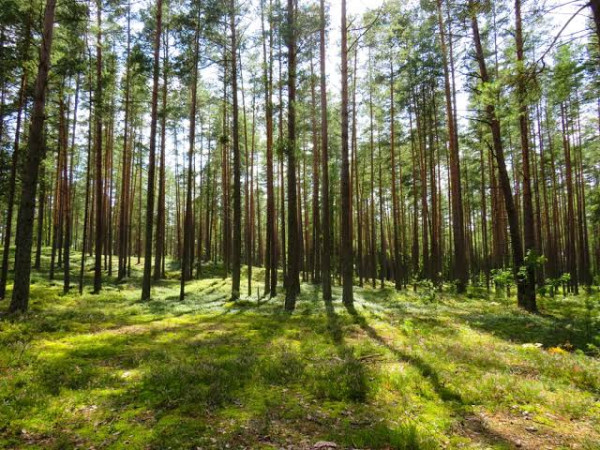 5 Hutan yang Diyakini Menyeramkan di Indonesia, Berani Coba?