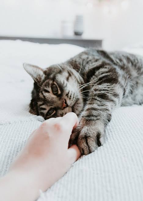 Waspadai 5 Bahaya Bulu Kucing buat Kesehatanmu!