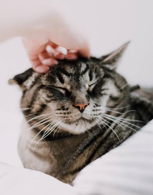 Waspadai 5 Bahaya Bulu Kucing buat Kesehatanmu!