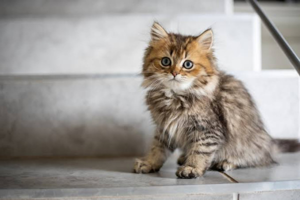 Waspadai 5 Bahaya Bulu Kucing buat Kesehatanmu!