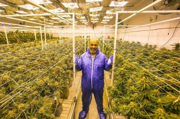 Kisah Kelam Mike Tyson Perkosaan, Ciak Kuping, hingga Bisnis Ganja