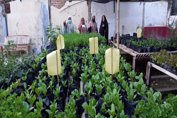 Berkebun Sayuran, Cara Ibu-ibu Kurangi Stres Saat Pandemi COVID-19