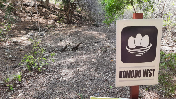 Mengenal Sejarah Taman Nasional Komodo yang Lagi Viral