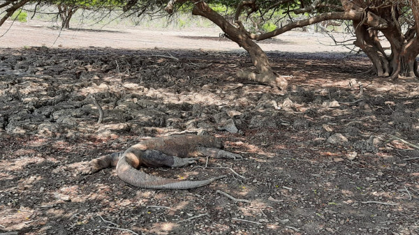 Mengenal Sejarah Taman Nasional Komodo yang Lagi Viral
