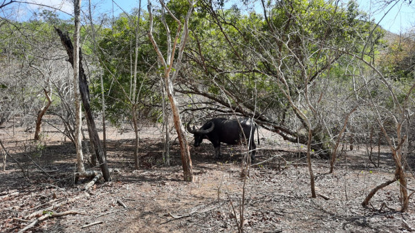 Mengenal Sejarah Taman Nasional Komodo yang Lagi Viral