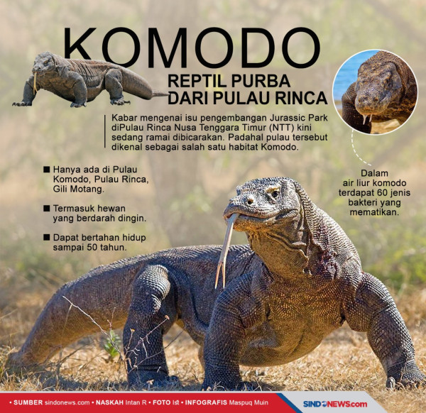 KLHK Sebut Penataan di Pulau Rinca TN Komodo Patuhi Kaidah Konservasi