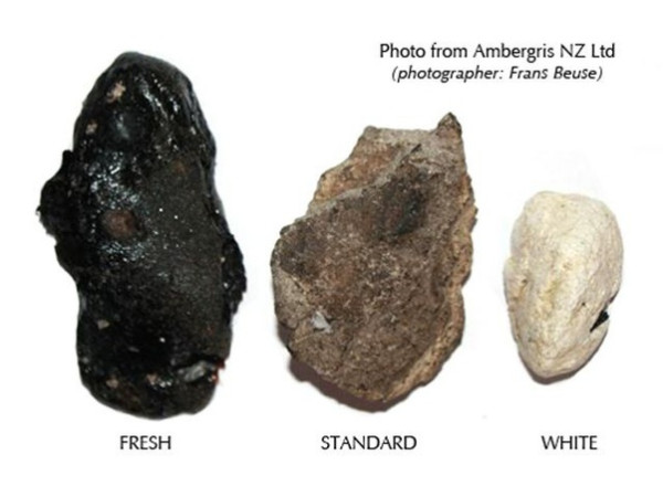 Ambergris, Muntah Paus yang Keluar dari Anus, Harga Sekilonya Rp70 juta