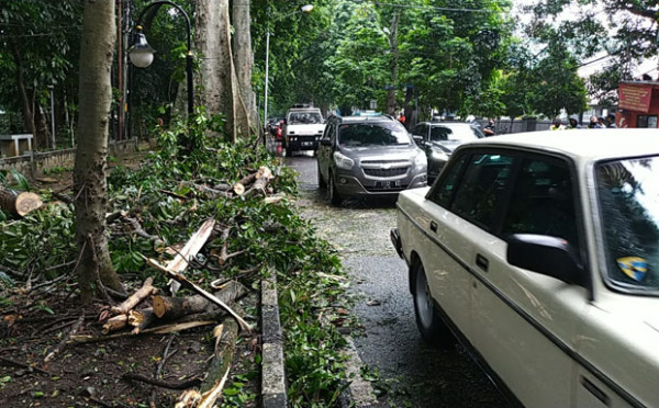 Berangkat Kerja, ASN Tertimpa Pohon Tumbang di Tanah Sareal Bogor