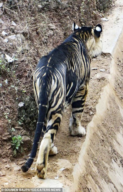 Sudah Dinyatakan Punah, Harimau Hitam Langka Tiba-Tiba Nongol