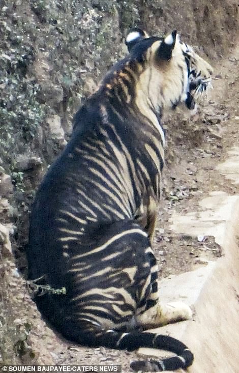 Sudah Dinyatakan Punah, Harimau Hitam Langka Tiba-Tiba Nongol