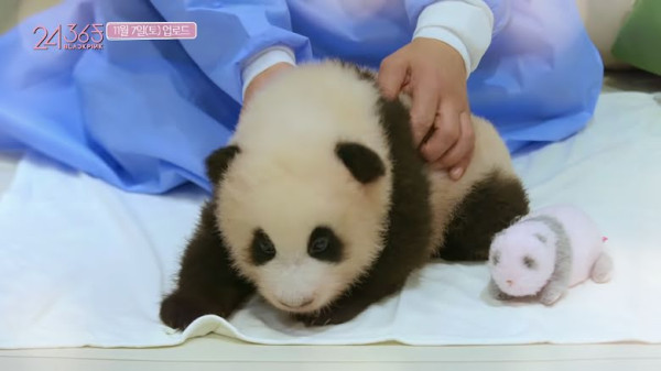 BLACKPINK Dikecam karena Memegang Bayi Panda, Otoritas China Turun Tangan