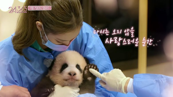 BLACKPINK Dikecam karena Memegang Bayi Panda, Otoritas China Turun Tangan