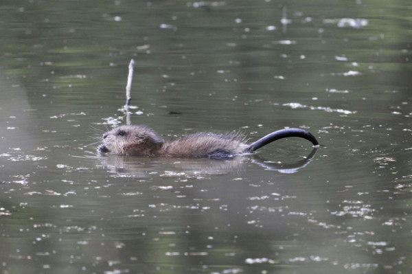 Kencing Tikus hingga Tifus, Waspada Penyakit di Musim Hujan
