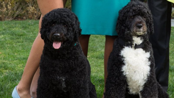 ‘First Dogs’ Champ dan Major Bakal Segera Menghuni Gedung Putih