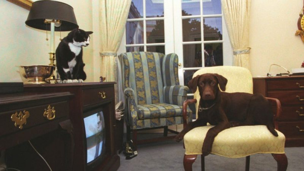 ‘First Dogs’ Champ dan Major Bakal Segera Menghuni Gedung Putih