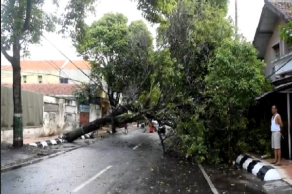 Diterjang Puting Beliung Puluhan Pohon Tumbang, Jalur Pantura Kudus Padat Merayap