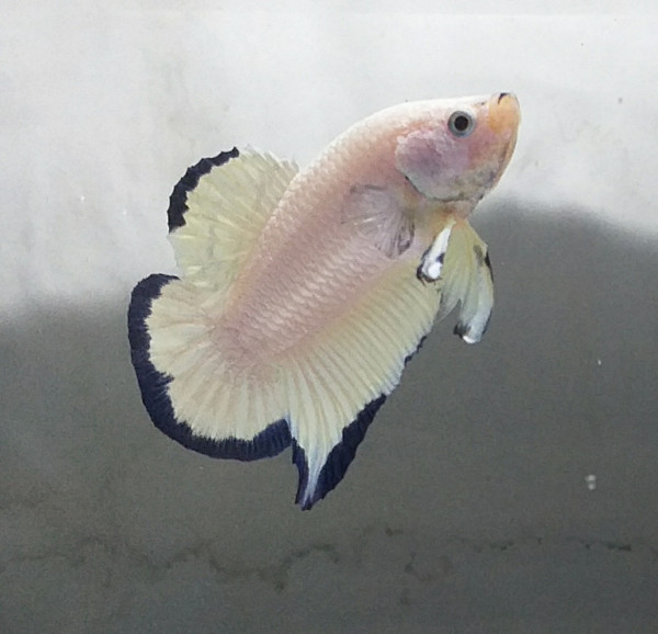 Kian Diburu, Bisnis Ikan Cupang Terus Menjamur di Masa Pandemi