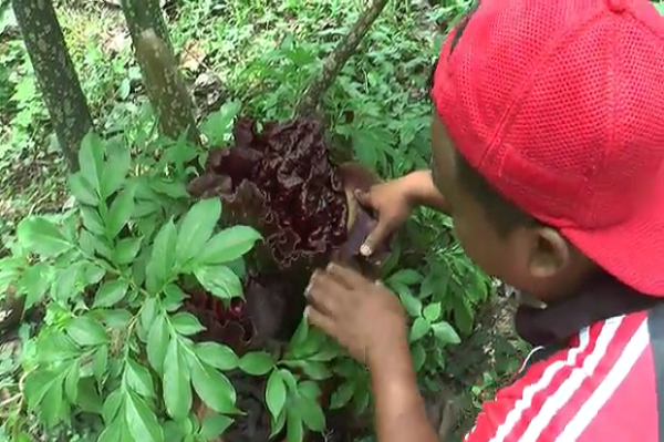 Hutan Segoro Gunung Grobogan Diselimuti Aroma Busuk Bangkai