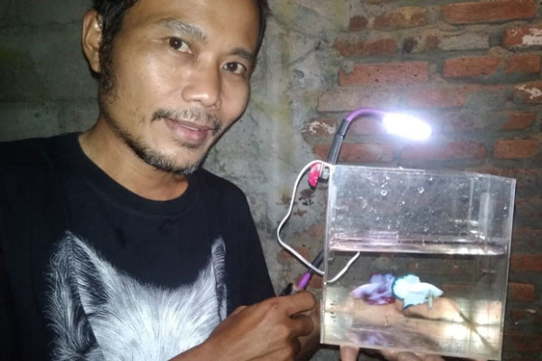 Kian Diburu, Bisnis Ikan Cupang Terus Menjamur di Masa Pandemi