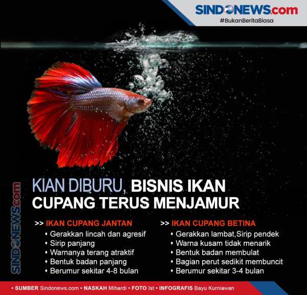 Budidayakan Ikan Hias, Indonesia Care Ajak Korban PHK Jadi Enterpreuner