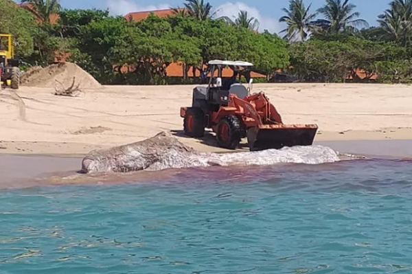 Paus Sperma Kembali Ditemukan Mati di Pantai Bali