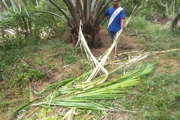 Kebun Sawit Bupati Pidie Jaya Diobrak Abrik Kawanan Gajah Liar