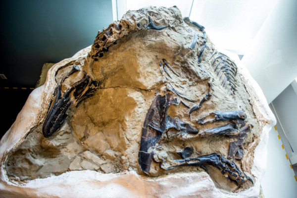 Pertama Kali, Dinosaurus Asli dalam Keadaan Utuh Dipamerkan