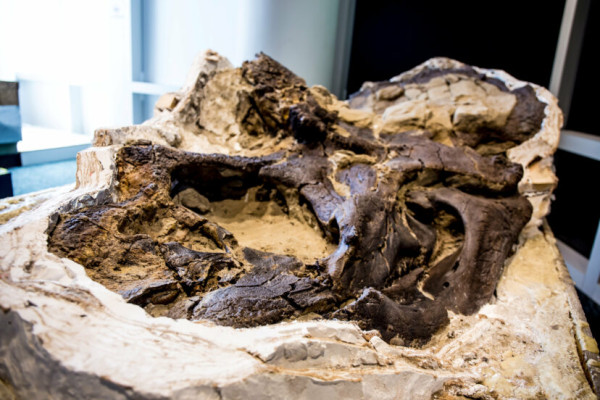 Pertama Kali, Dinosaurus Asli dalam Keadaan Utuh Dipamerkan