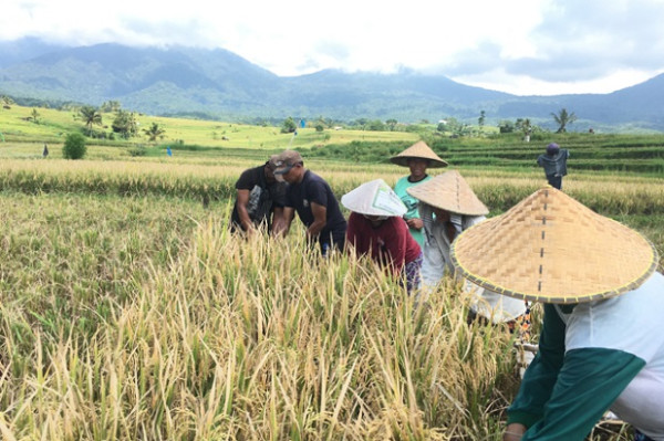 Pesona Jatiluwih Tetap Bisa Dinikmati saat Pandemi