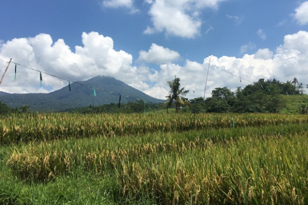 Pesona Jatiluwih Tetap Bisa Dinikmati saat Pandemi