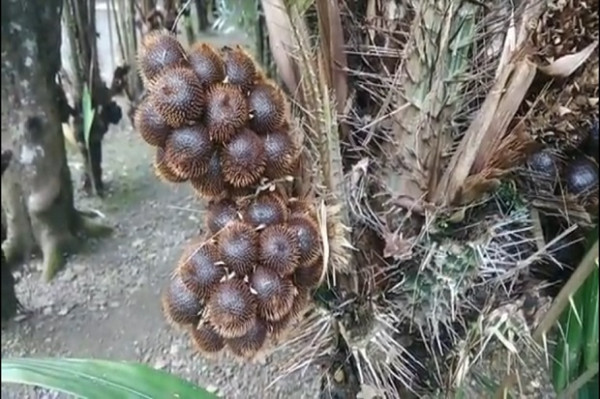 Unik, Warga 1 Desa di Aceh Ramai-ramai Tanam Pohon Salak di Halaman Rumah