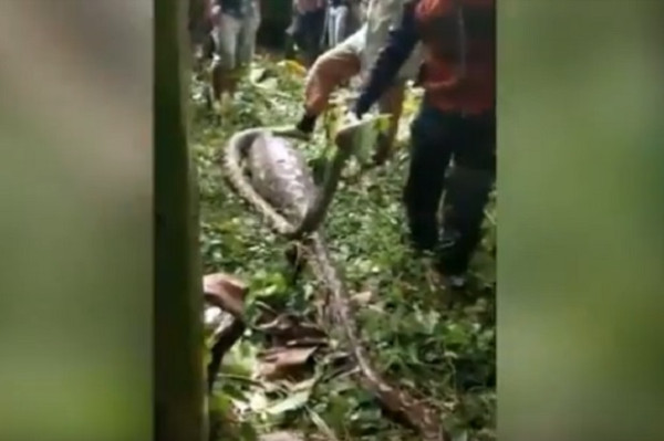 Usai Mangsa Sapi, Ular Piton 5 Mater Ditangkap Warga Mamuju Tengah