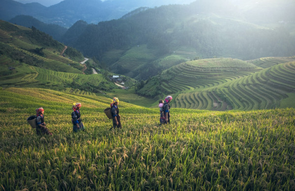 Dear Pak Tani Milenials! Begini Tips Gokil Bajak Sawah ala Crowde