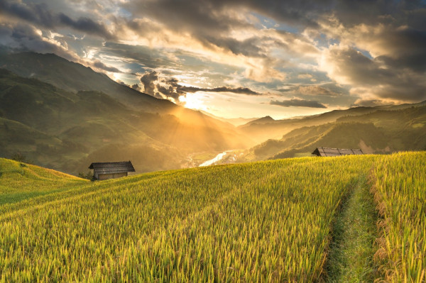 Dear Pak Tani Milenials! Begini Tips Gokil Bajak Sawah ala Crowde