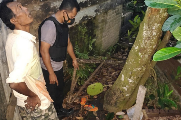 Jatuh dari Atas Pohon Nangka, Pria di Musi Rawas Tewas