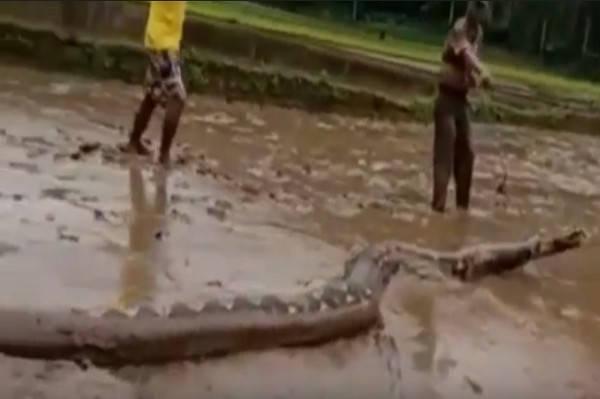 Beredar Video Warga Taklukan Ular Piton Raksasa Sepanjang 7 Meter di Air Berlumpur