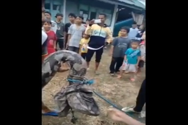 Beredar Video Warga Taklukan Ular Piton Raksasa Sepanjang 7 Meter di Air Berlumpur