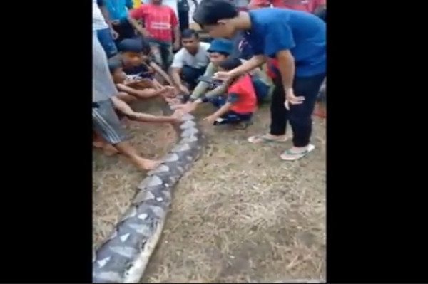 Beredar Video Warga Taklukan Ular Piton Raksasa Sepanjang 7 Meter di Air Berlumpur