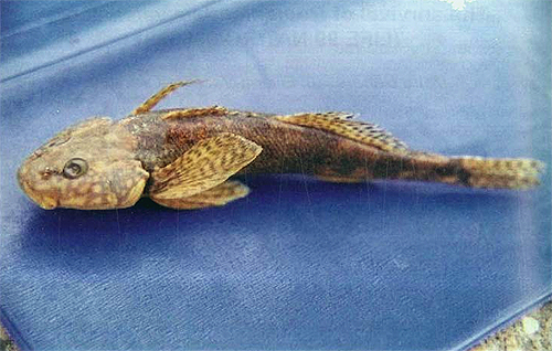 Berusia 65 Juta Tahun, Fosil Hidup Ikan Asprete Hanya Tersisa 12 Ekor