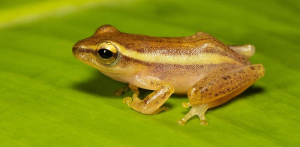 Spesies Baru Katak Pohon Andaman Ini Imut dan Menggemaskan