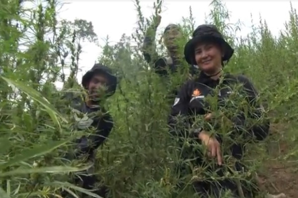 Sita 283 Kg Ganja, Bareskrim Polri Temukan 5 Hektare Ladang Ganja Ekor Bajing