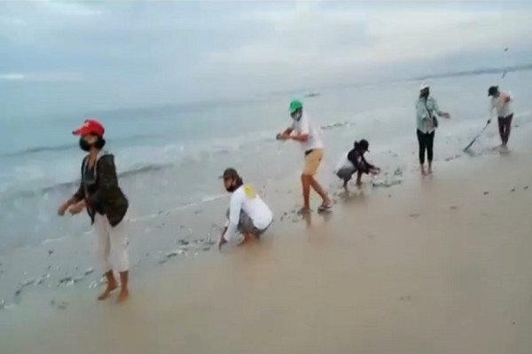 Fenomena Alam, Ribuan Ikan Lemuru Terdampar di Bibir Pantai Jimbaran Bali