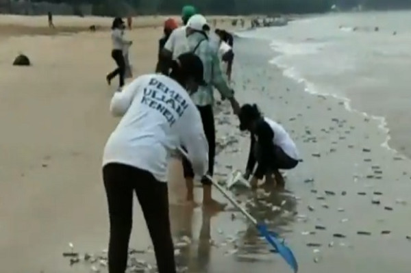 Fenomena Alam, Ribuan Ikan Lemuru Terdampar di Bibir Pantai Jimbaran Bali