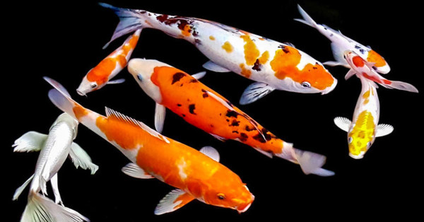 9 Makhluk Laut Berumur Panjang, Ikan Koi Bisa Sampai 200 Tahun!