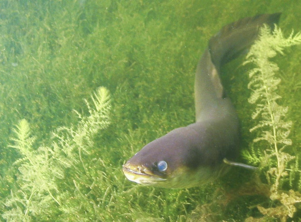 9 Makhluk Laut Berumur Panjang, Ikan Koi Bisa Sampai 200 Tahun!