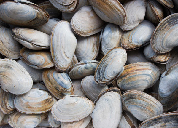 9 Makhluk Laut Berumur Panjang, Ikan Koi Bisa Sampai 200 Tahun!