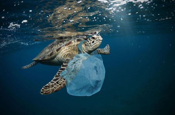 Inovasi Plastik dari Rumput Laut dan Bisa Dimakan, Mau Coba?